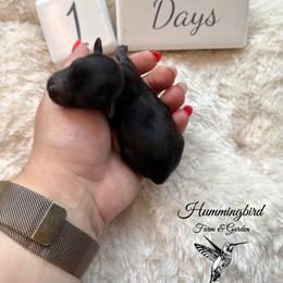 Yorkshire Terrier Puppies from Hummingbird Farm & Gardens