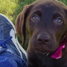 Labrador Retrievers from Rapidan River Labradors