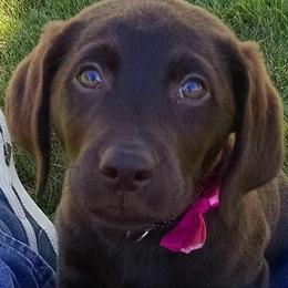 Labrador Retrievers from Rapidan River Labradors