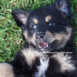Neptune 🌀 - Miniature American Shepherd puppy from Royal Hawaiian Aussies LLC