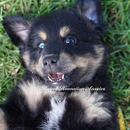Neptune 🌀 - Miniature American Shepherd puppy from Royal Hawaiian Aussies LLC