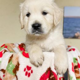 Golden Retriever Puppies from Red Prairie Retrievers