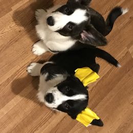 Cardigan Welsh Corgi Puppies from Grandiose Cardigan Welsh Corgis