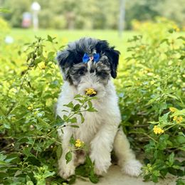 Blue - Blue merle male Aussiedoodle puppy in Eastman, Georgia from Dood B Ranch