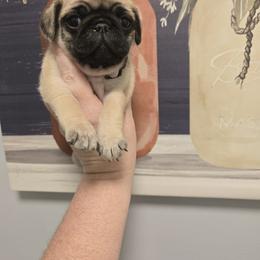 Girl 1 - Fawn female Pug puppy in Auburn, Kentucky from Prentice Family Pugs