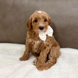 Cubby boy - Apricot male Goldendoodle puppy in Rio Linda, California from Plush Doodles