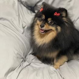 Haiti - Black and tan female Pomeranian puppy in Adairsville, Georgia from BE North GA Pomeranians