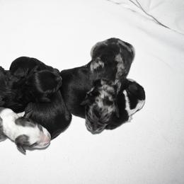 Aussiedoodle Puppies from Colorful Colorado Aussiedoodles