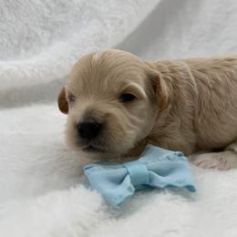 Boy 2 - Apricot male Maltipoo puppy in Turlock, California from 209PuppiesCaliforniaMaltipoo
