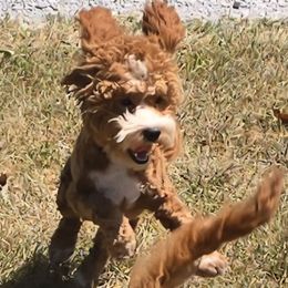 Cobee - Red male Cockapoo puppy in Lebanon, Kentucky from Mosaic Merle Doodles