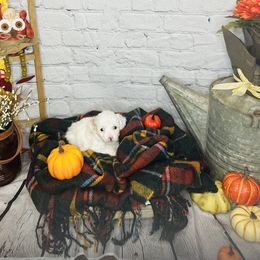 Girl 2 - Parti Poodle puppy in Johnson City, Tennessee from Northeast TN Standard and Mini Poodles