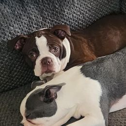 Boston Terriers from D&L Kennels