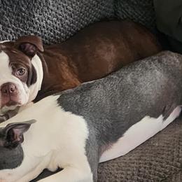 Boston Terriers from D&L Kennels