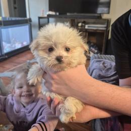 Max - White male Maltipoo puppy in Sedro Woolley, Washington from Absher Ranch