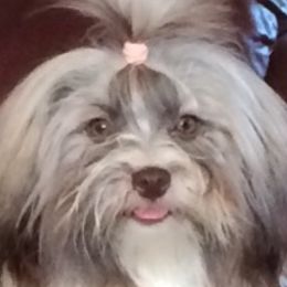 SOPHIE - Havanese