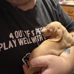 Dachshund Puppies from Witchy Woman’s Wiener’s