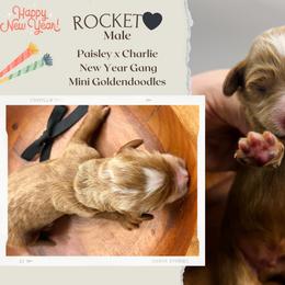Rocket - Red  male Goldendoodle puppy in Hilton, New York from The House of Goldendoodle