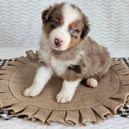 Rodney - Red merle male Australian Shepherd puppy in Mountain Grove, Missouri from K Bar H Farms