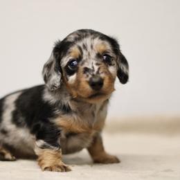 Poppy - Dapple female Dachshund puppy in Alto, Texas from Prima Dachshunds