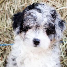 Aussiedoodle and Miniature Australian Shepherd Puppies from Biggie Ranch