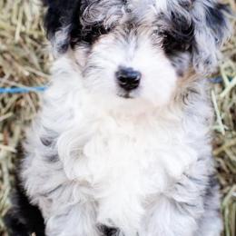 Aussiedoodle and Miniature Australian Shepherd Puppies from Biggie Ranch
