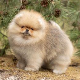 Ozzy - Beaver sable male Pomeranian puppy in Jefferson City, Missouri from MJ’s Pomeranians