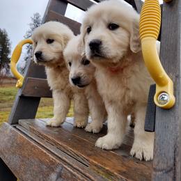 Golden Retriever Puppies from Rosehaven Homestead