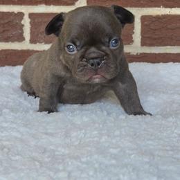 Girl 1 - Blue female French Bulldog puppy in Gloster, Mississippi from Donna's French Bulldogs