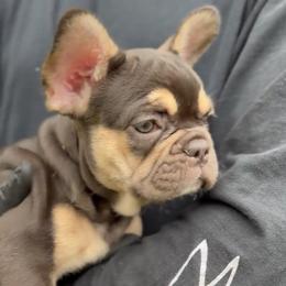 French Bulldog Puppies from Frenchies That...