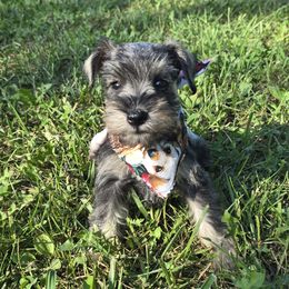 Puppy 6 - Salt and pepper female Miniature Schnauzer puppy in Harrisonville, Missouri from Kelly Reynolds's Miniature Schnauzers