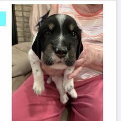 English Setter Puppies from Wildcat Creek Kennels