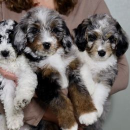 Aussiedoodle Puppies from Crystal Ridge Doodles