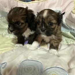 Lhasa Apso puppies from Ponderosa Lhasa Apso Ranch