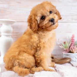 Millie - Red female Cavapoo puppy in Erda, Utah from Country Lane Doodles