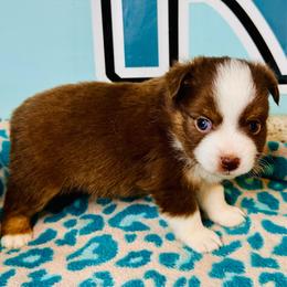 Red Tri boy - Red tri male Toy Australian Shepherd puppy in Oklahoma City, Oklahoma from Faith River Aussies