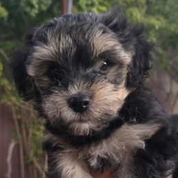 Maisy - Black and tan female Yorkipoo puppy in San Diego, California from TheSocialk9