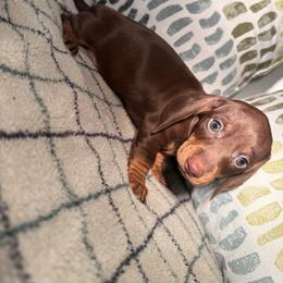 Daisy - Chocolate and tan female Dachshund puppy in Petersburg, Virginia from Doting on Dachshunds