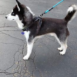 Siberian Huskies from Moonlight Myst Kennels