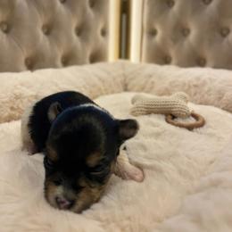 Yorkipoo and Yorkshire Terrier Puppies from OK Puppies LLC
