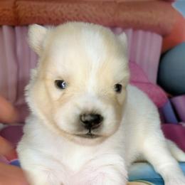 Diamond -2200 - White female Pomsky puppy in Spring Hill, Florida from www.PuppyTimeEmporium.com