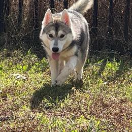 Cali - Siberian Husky