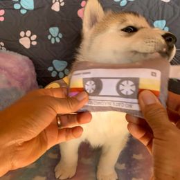 Siberian Husky Puppies from Canace Siberians