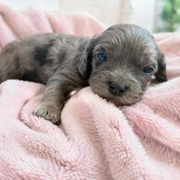 Journey - Merle female Cavapoo puppy in Battle Lake, Minnesota from Panda Puppies