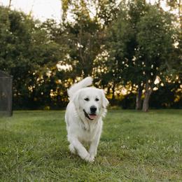 Aria - Golden Retriever