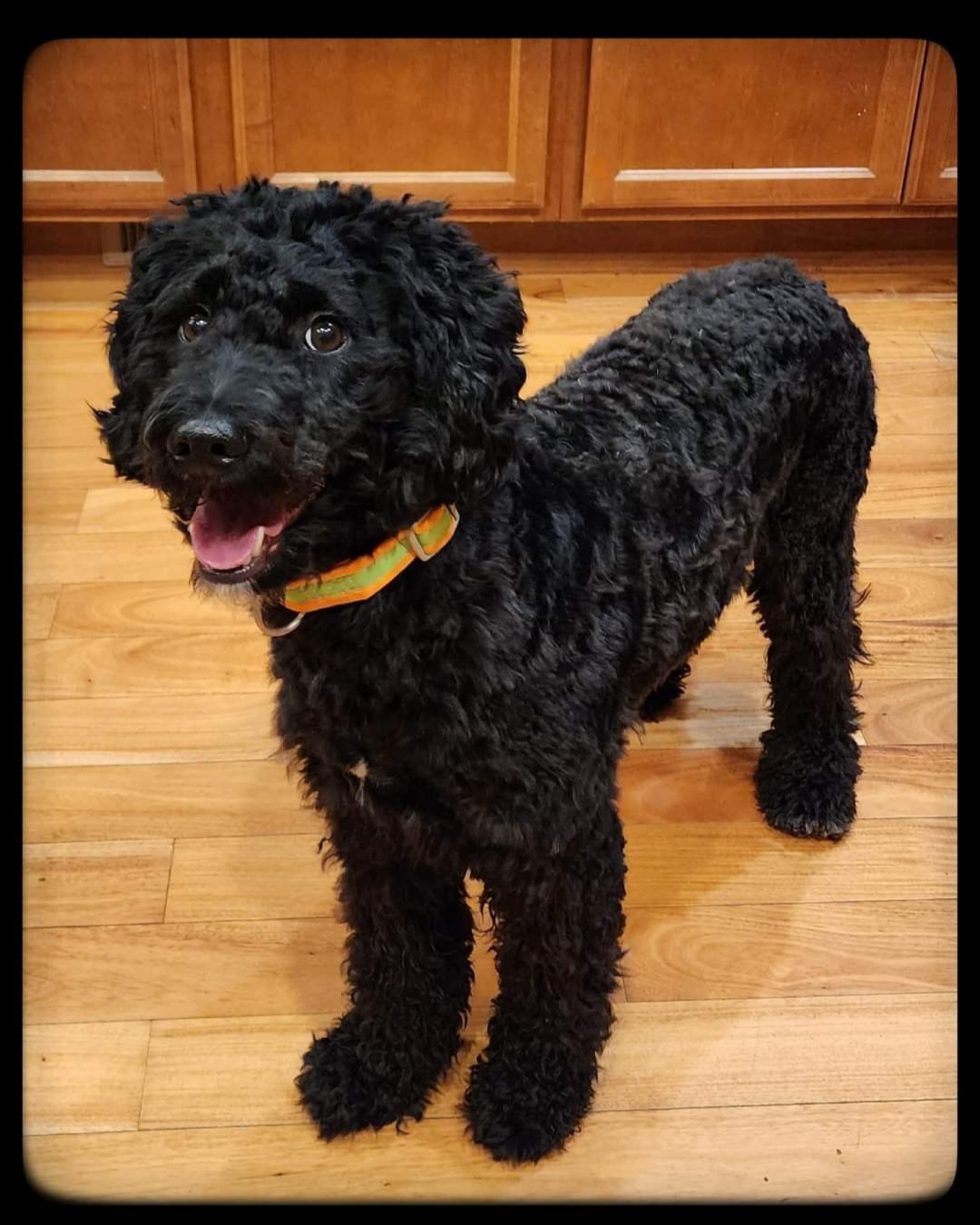 Truffle - Goldendoodle
