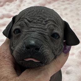 Diesel - Black male Xoloitzcuintli puppy in West Jordan, Utah from Majestic Nakids