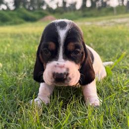Black - Black brown and white male Basset Hound puppy in Douglas, Georgia from Huffer Hounds and Havanese