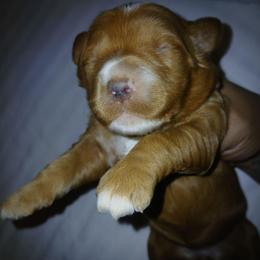 Girl 1 - Apricot female Goldendoodle puppy in Holly, Colorado from Vida’s Loving Doodles