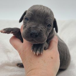 Ivy - Blue female Great Dane puppy in Kannapolis, North Carolina from Carolina Great Danes & Toy Poodles
