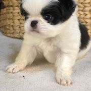 Boy 1 - Black and white male Japanese Chin puppy in Sandstone, Minnesota from Peaceful Garden Cavaliers